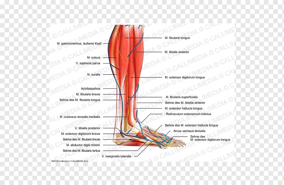 Малоберцовый нерв стопа. Поверхностный малоберцовый нерв. Икроножный нерв анатомия.