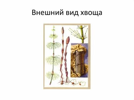 Корни хвоща