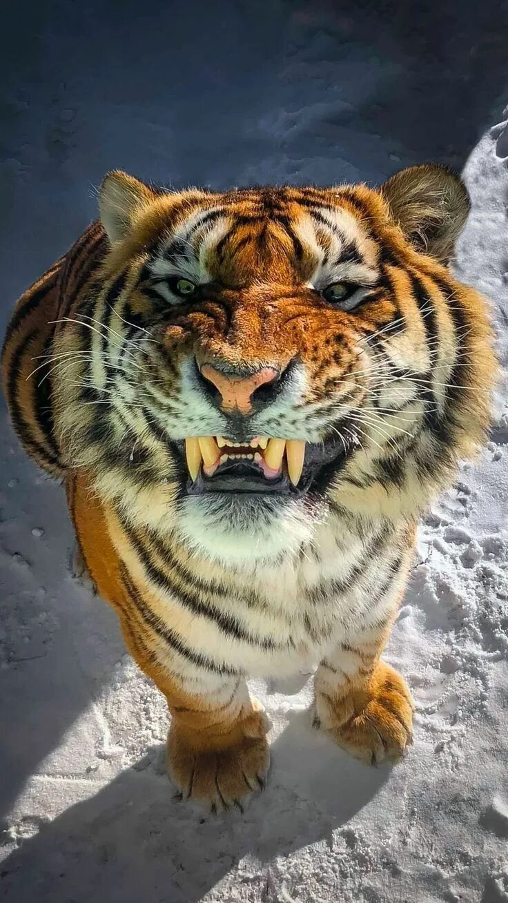 Амурский тигр фото. Тигр. Смешной тигр. Смешной тигренок. Стая тигров.