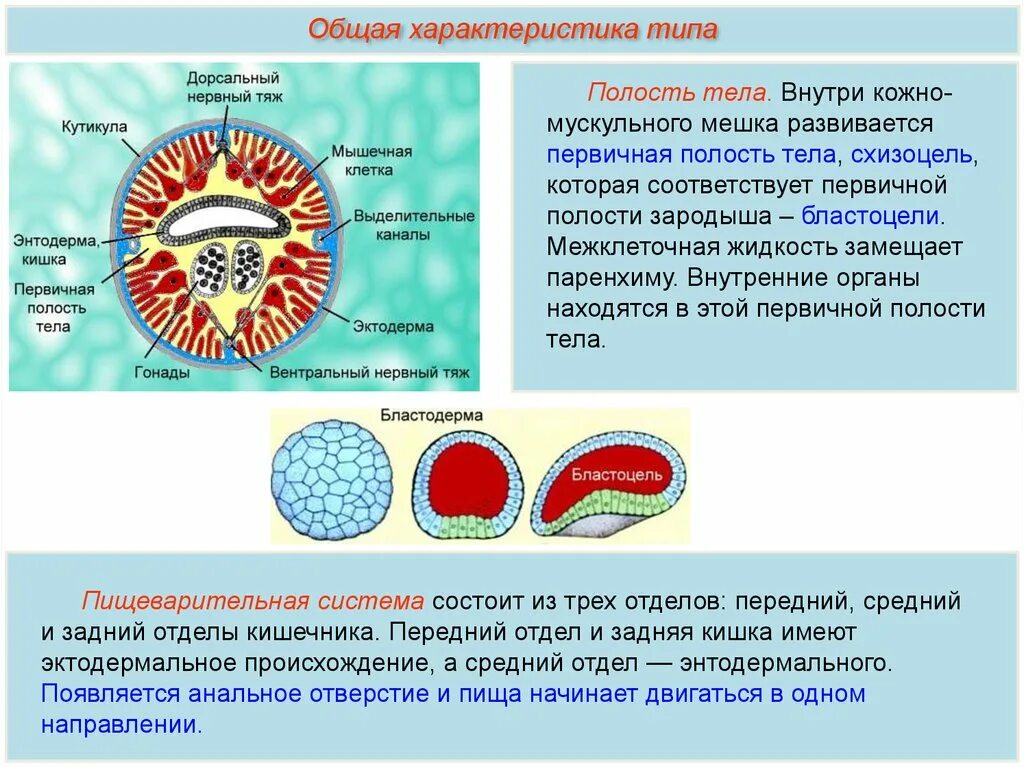 Плоские черви первичная полость тела. Бластоцель и полость тела. Бластоцель первичная полость тела. Первичный Тип полости тела. Первичную полость тела имеют.