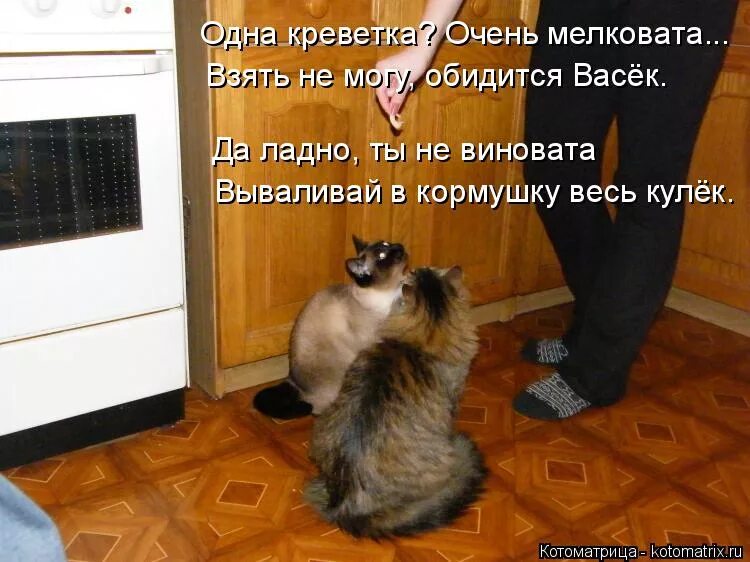 кошка отвернулась. хозяйка обижается. кот надулся. я обиды не прощаю. обиженная хозяйка.