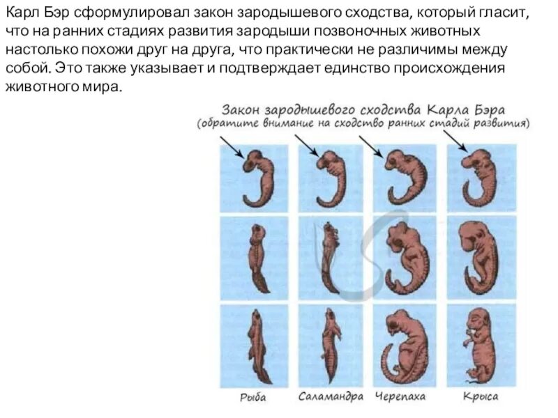 Стадии развития эмбрионов позвоночных