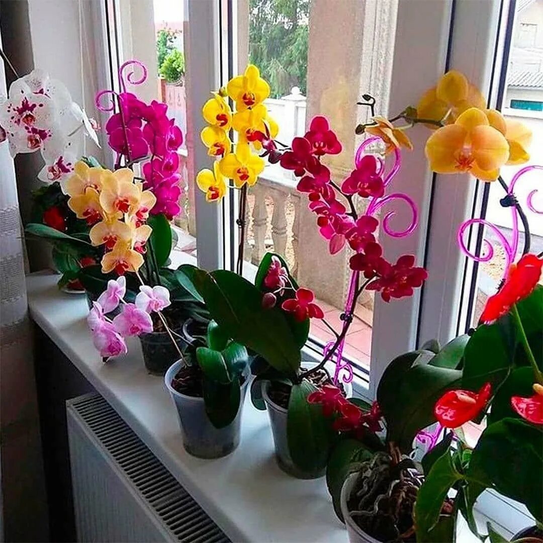 Орхидея фаленопсис. Орхидея фаленопсис на подоконнике. Фаленопсис цветок комнатный. Фаленопсис elburg smit орхидея. Комнатные цветы на окне.