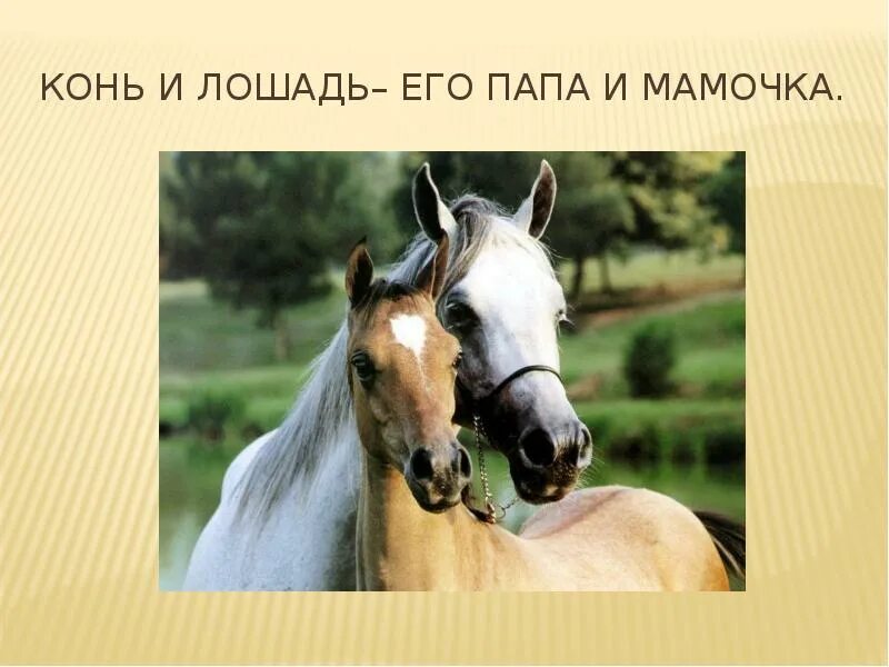 Папа конь мама. Папа конь мама. Мама лошадь папа лось как им это удалось. Конь и лошадь. Папа конь мама.