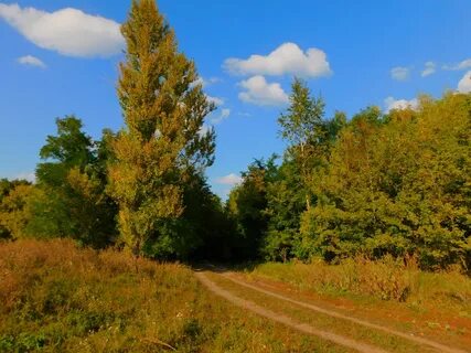 Любовь горечью полыни во бору брусника 39