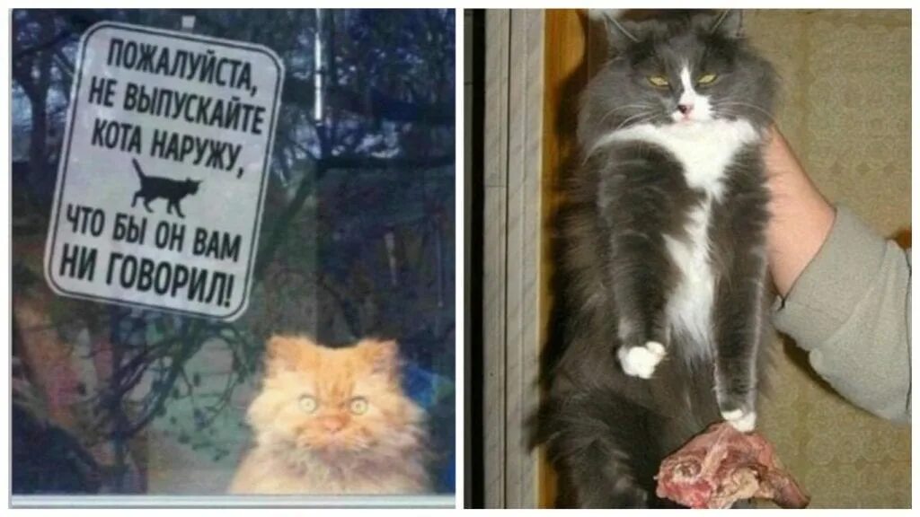 Выходи наружу. Выпусти кота. Пожалуйста не выпускайте кота. Пожалуйста не выпускайте кота чтобы он вам не говорил. Кот рецидивист.