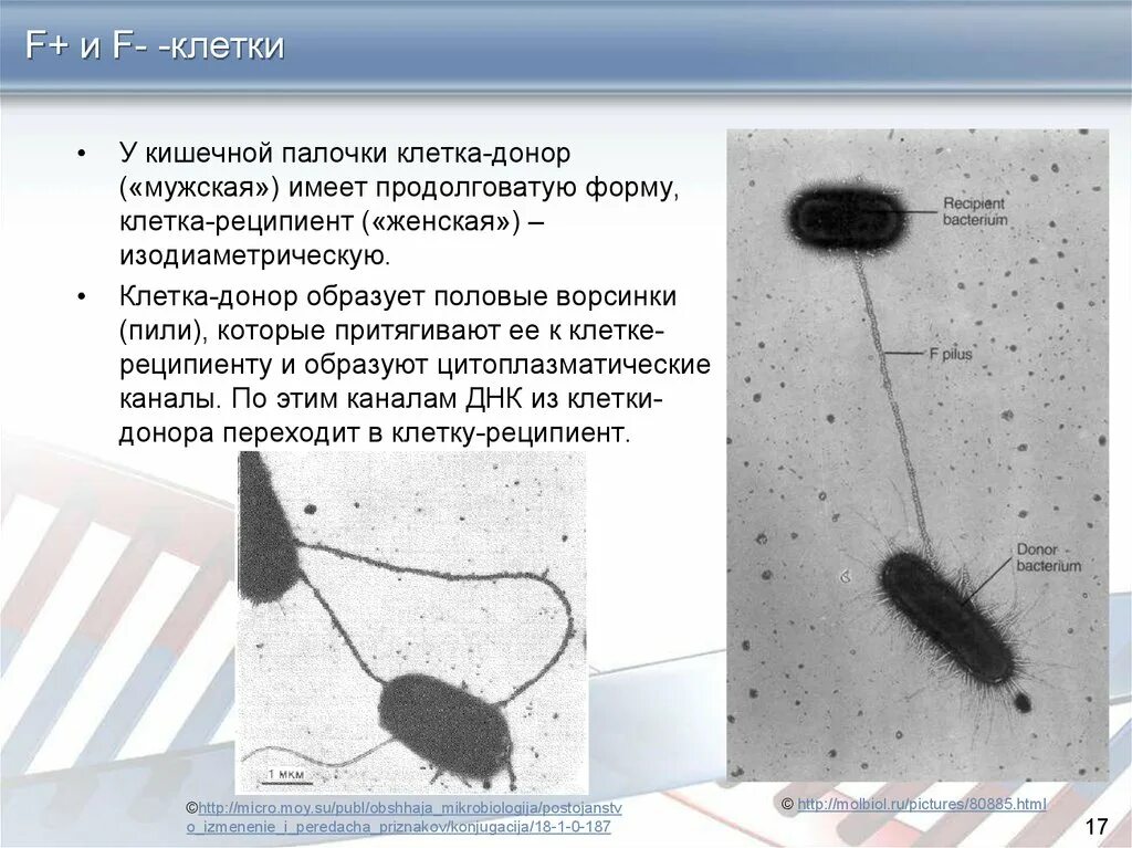 Имеет удлиненную форму в. Клетка кишечной палочки. Кишечная палочка форма клетки. Клеточная палочка. Клетка кишечной палочки имеет.