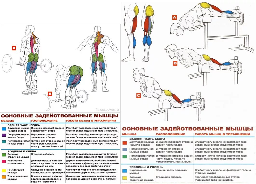 Программа мышцы. Упражнения для мышц спины в тренажерном зале. Базовые упражнения на ягодицы. Упражнения для мышц бедер и ягодиц. Комплекс упражнений для мышц ягодиц.