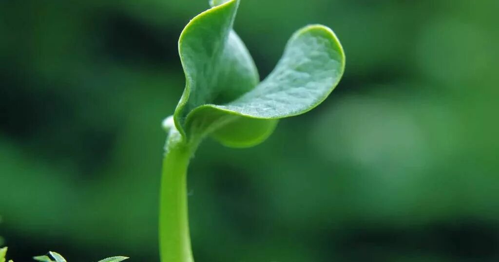 Маленький росток. Росток в детской руке. Семечко врач. Росток растения. Семечко врач 9 минут.