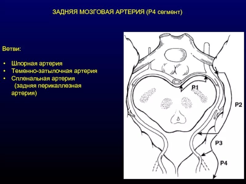 Передняя мозговая артерия сегменты а1