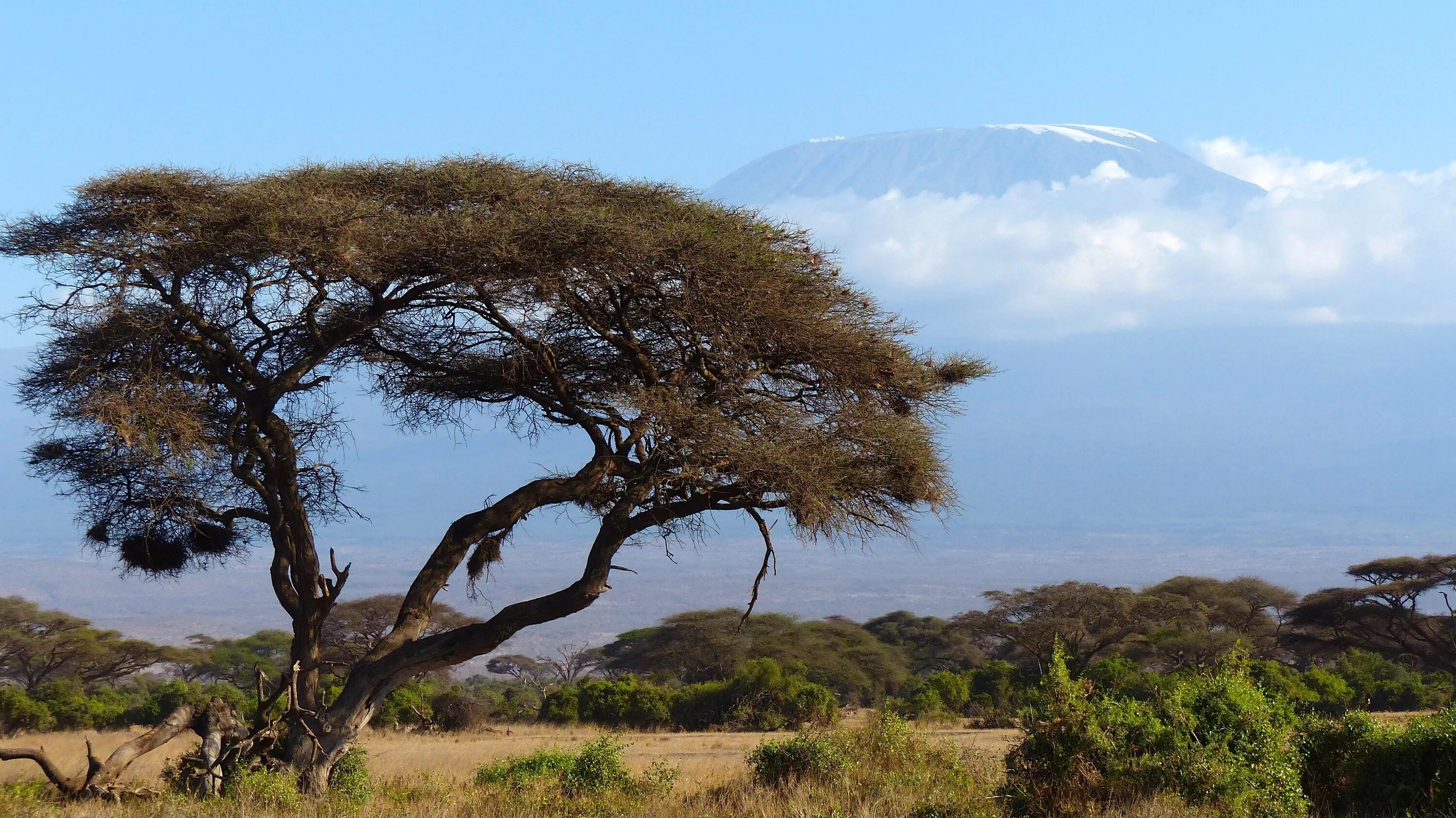 Деревья в южной америке названия. Саванна Килиманджаро. Акации Килиманджаро. Национальный парк Килиманджаро в Танзании.