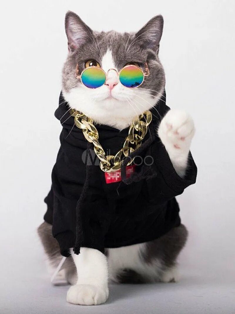 Кот в одежде. Крутой кот. костюмы для котов. костюм кошки. кот в костюме.
