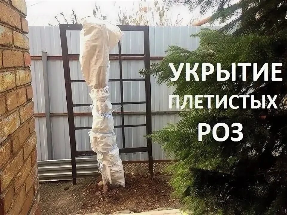 Как правильно укрыть плетистую розу на зиму. Укрытие плетистых роз. укрытие плетистых роз на зиму. укрытие плетистой розы на зиму. укрыть плетистую розу.