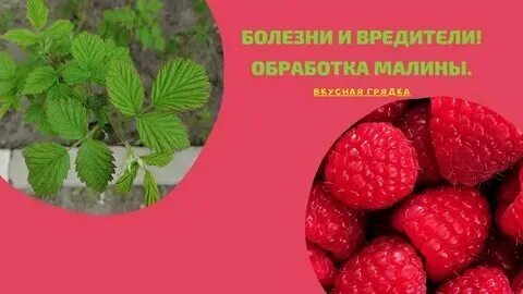Малину можно обрабатывать бордосской жидкостью