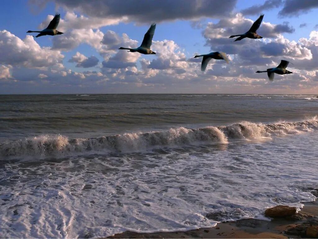 Птицы над морем. Журавли над морем. Стая птиц. Лебеди над морем.