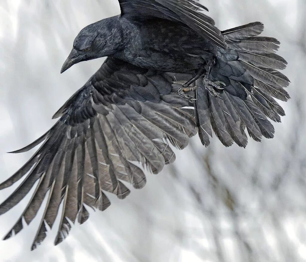 Черное крыло песня. Размах крыльев ворона. Крылья вороны. Крыло птицы. Птичье крыло.