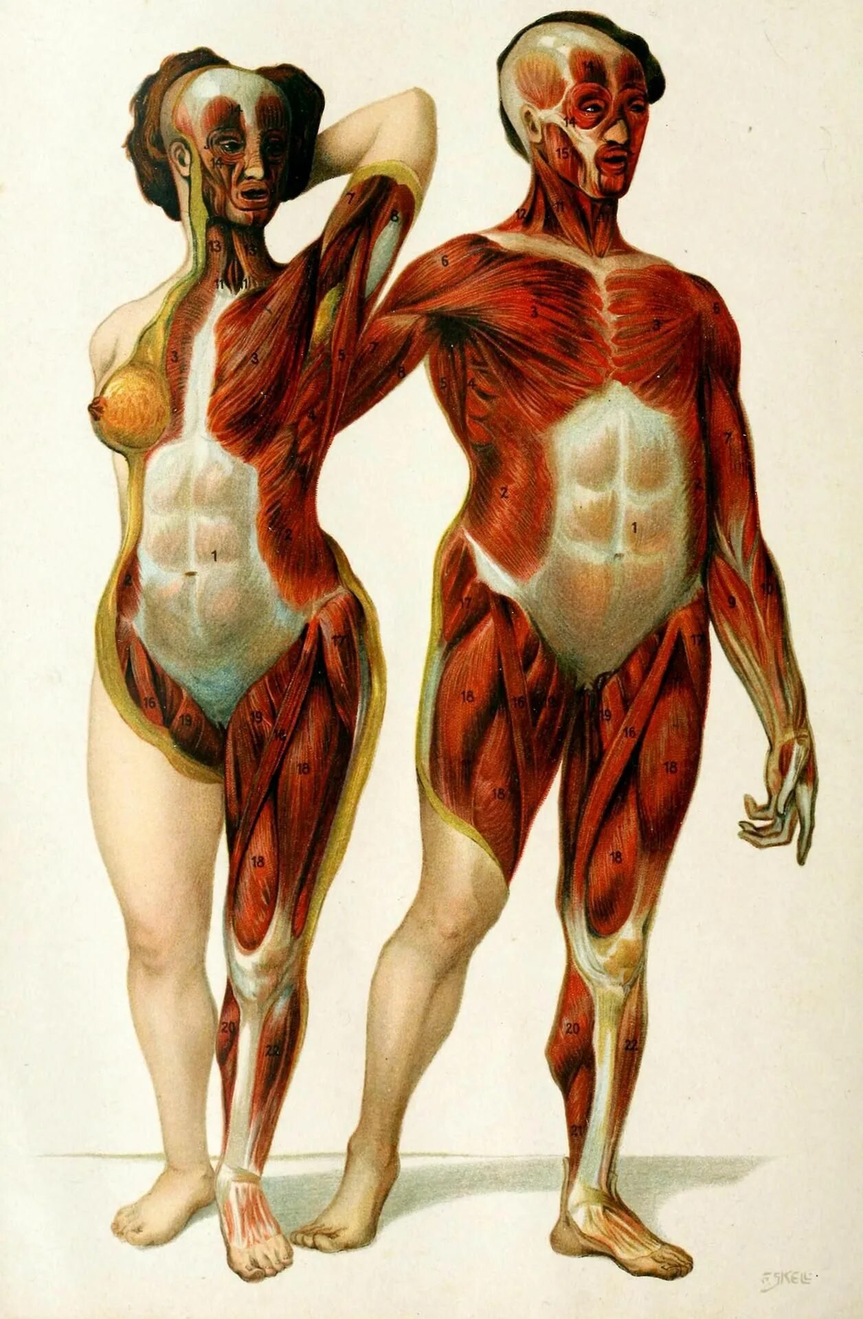 Мышцы женщины анатомия. Покажи женскую анатомию. Анатомия женского тела. Мышцы тела женщины. Покажи женскую анатомию.