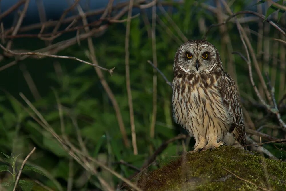 ушастая сова в ленинградской области. сов ло. филин ленинградской области. сова на лугу. сыч болотный.