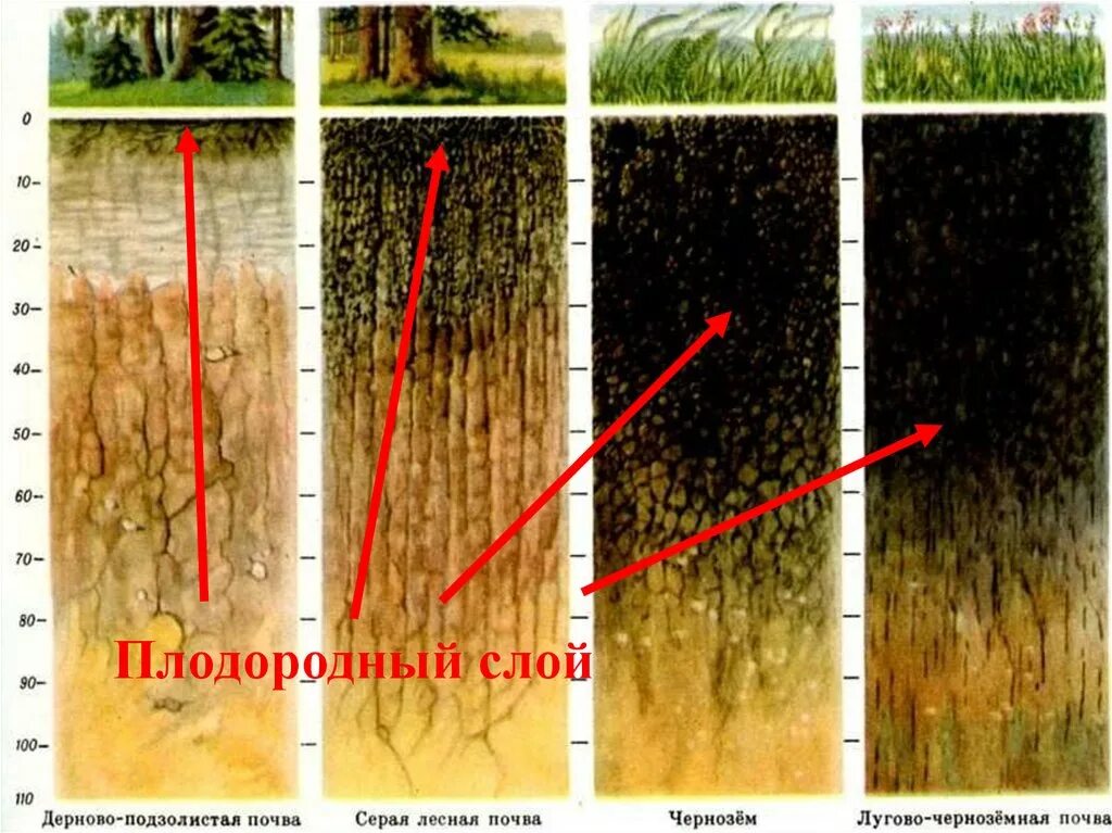 Плодородный слой почвы. Плодородный слой почвы толщина. Плодородные и неплодородные почвы. Слои почвы.