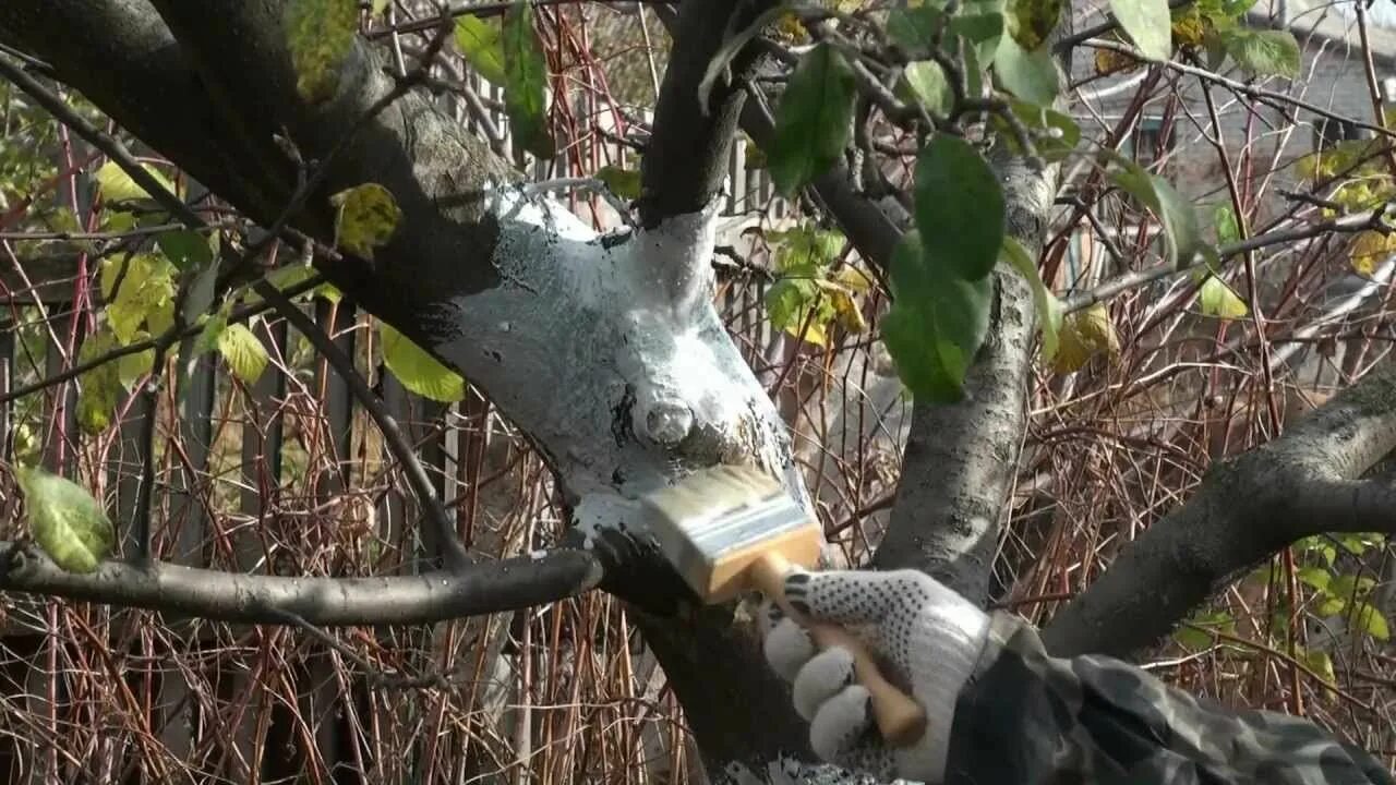 Защита плодовых деревьев. Расщепился ствол яблони. побелка стволов деревьев. повреждение плодовых деревьев. повреждения ствола дерева.