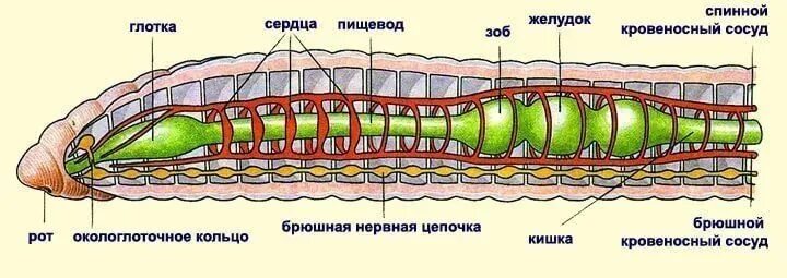 Внешнее строение кольчатых червей рисунок. Внутреннее строение дождевого червя рисунок. внутреннее строение кольчатого червя рисунок. схема внутреннего строения дождевого червя. внутреннее строение кольчатого червя.