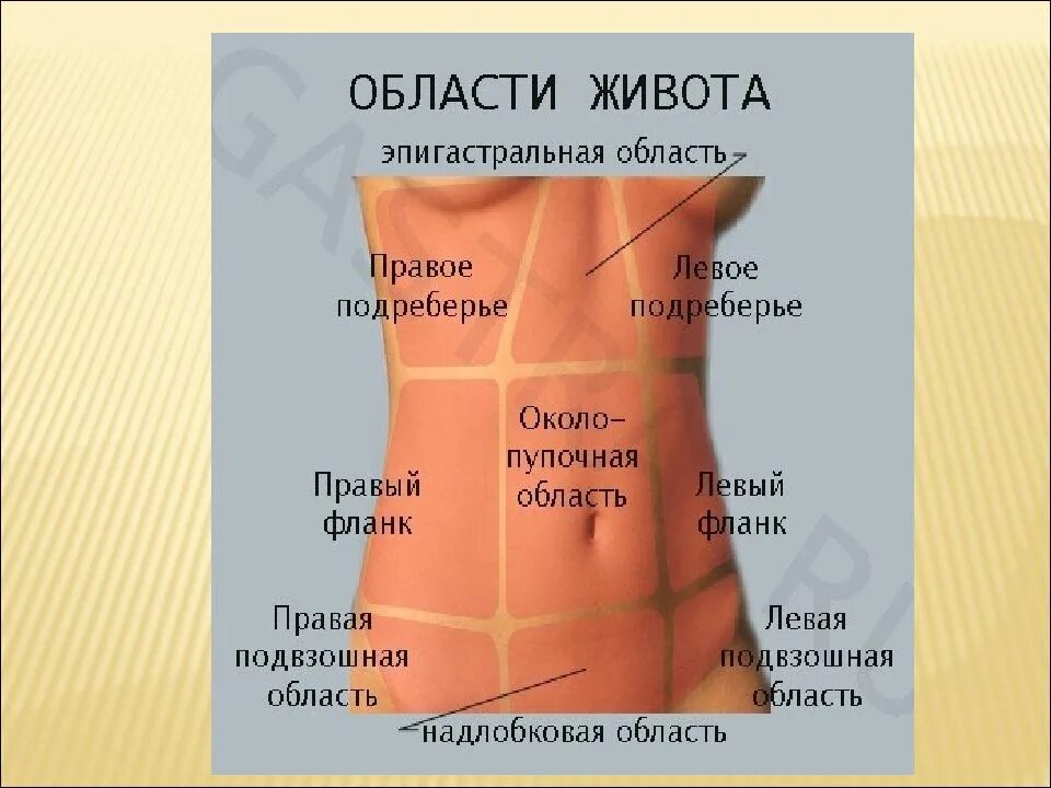 Резкие боли в правом боку живота. Болит живот слева. Эпигастральная область живота. Левая область живота. С левой стороны в нижней части живота.