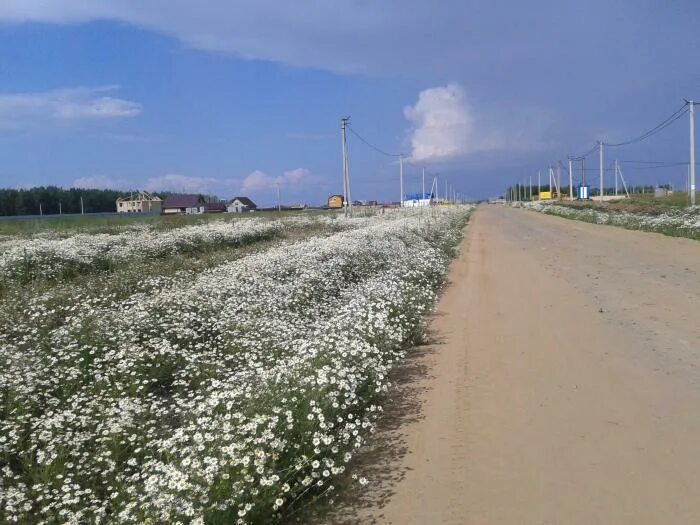 Поселок луговой. Полевой поселок Екатеринбург. Луговой Челябинская область. Украина поселок Луговое.