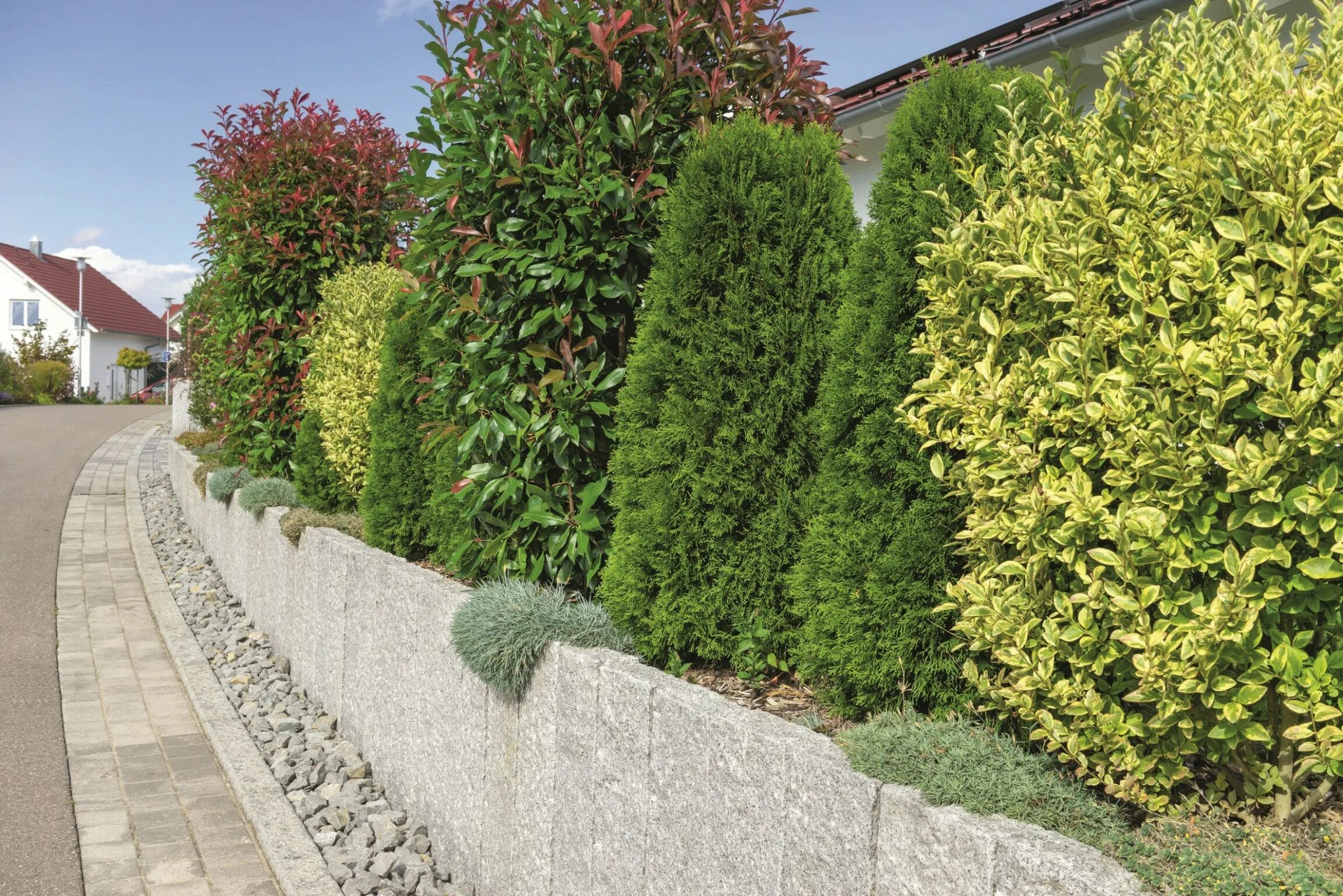 Вид вечнозеленых кустарников. Самшит вечнозеленый buxus sempervirens. Вечнозеленые кустарники. Туя думоза. Вечнозеленый кустарник самшит.
