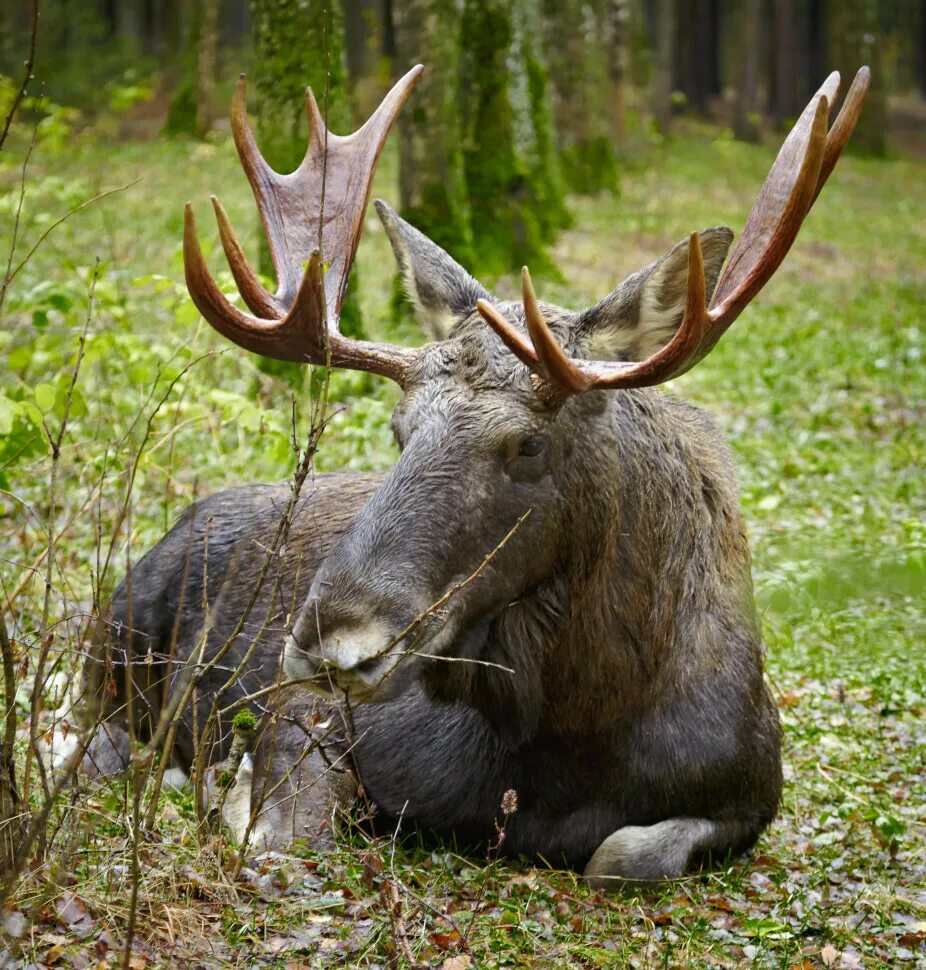Парк лосиный остров москва животные. Заповедник в москве лосиный остров. Ярославское шоссе парк лосиный остров. Лосиноостровский парк. Лосиный остров национальный парк москва.