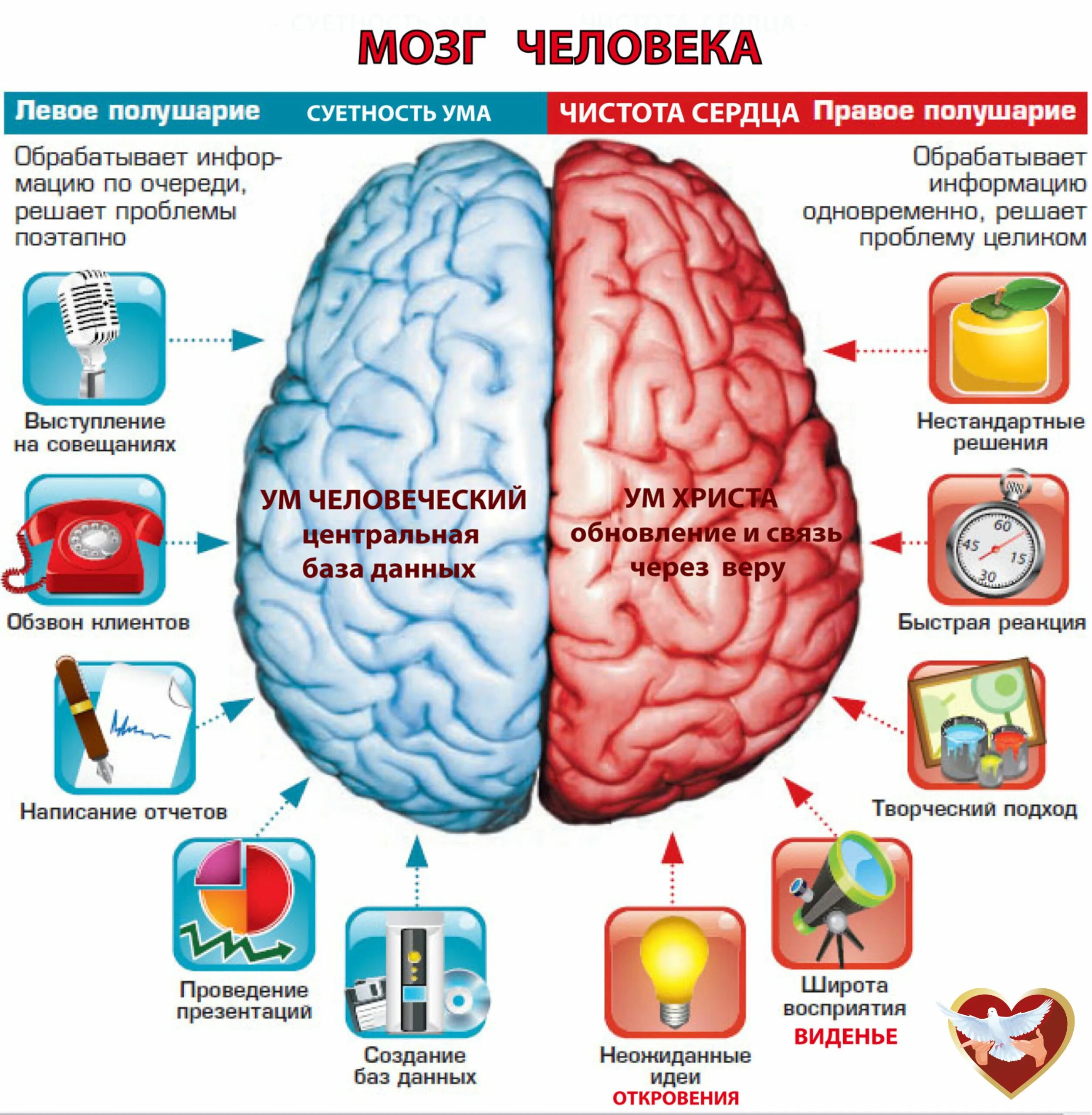Творчество полушарие. Функции полушарий головного мозга. За что отвечают полушария головного мозга человека левое и правое. За какие функции отвечает правое полушарие головного мозга. Функции левого полушария головного мозга человека.