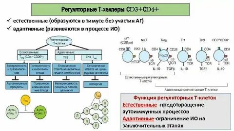 Функции бета клеток