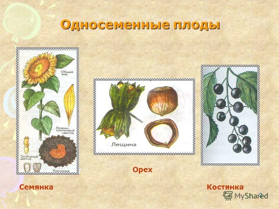 Назовите односеменной плод. Рисунок односеменные. Семянка орех. Костянка орех. Какой из перечисленных плодов является односеменным