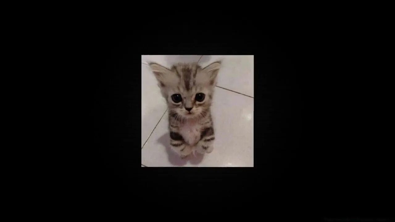 Котик speed up. Котик speed up
