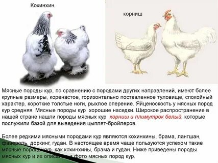 Порода кур мясо яичной продуктивности 7 букв