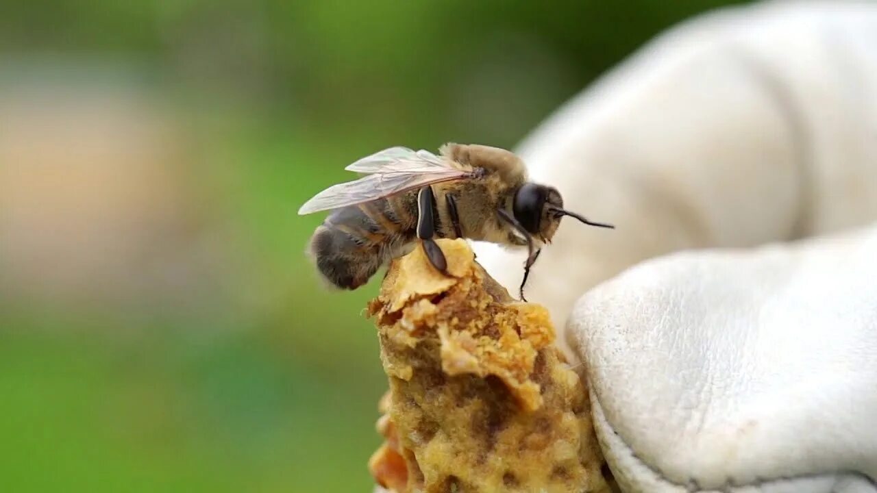 Жизнь пчел. Образ жизни пчел. Жизнь пчел в улье. Пчеломатка Дальневосточная.