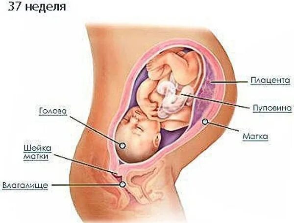 Ребёнок на 37 неделе беременности. Органы беременной на 35 неделе. 37 неделя признаки
