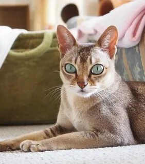 Сингапурская кошка