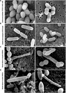 Методы выявления бактерий listeria monocytogenes