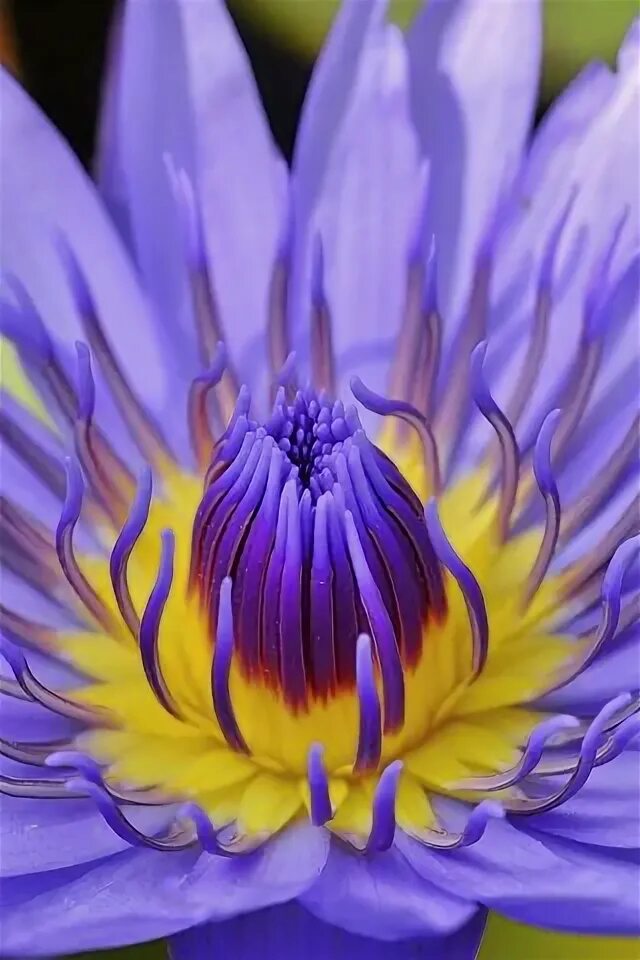 R flower. R flower