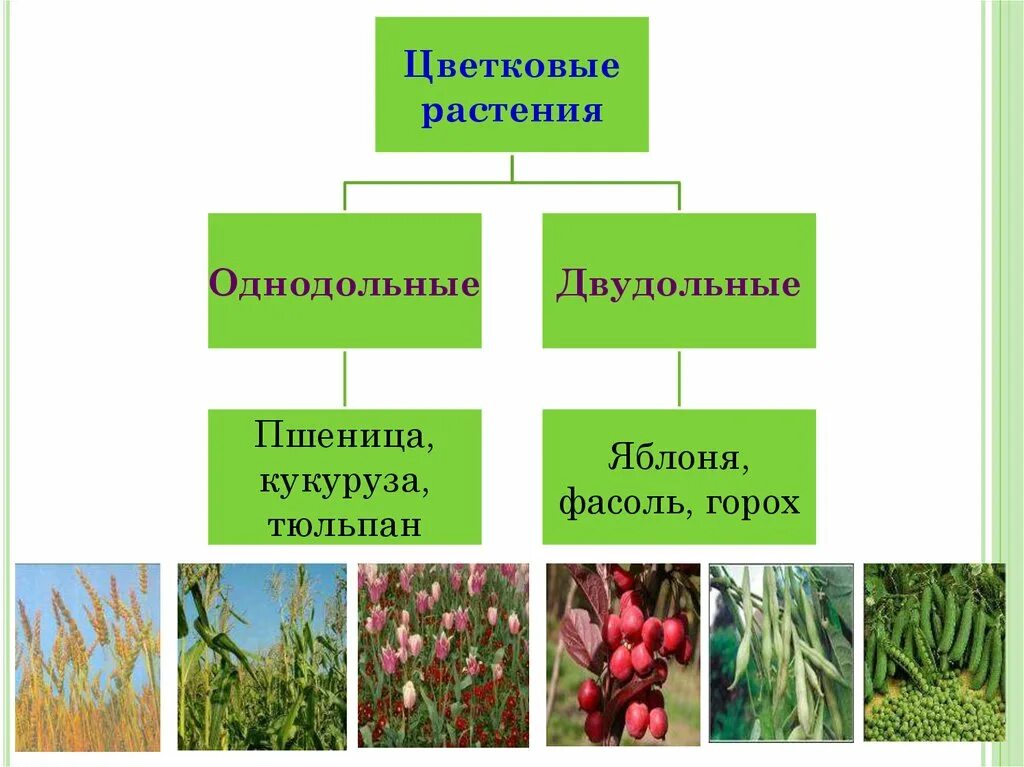 Однодольные это отдел или класс. Разнообразие покрытосеменных растений. Классификация однодольных растений. Покрытосеменные растения Однодольные и двудольные. Покрытосеменные кустарники.