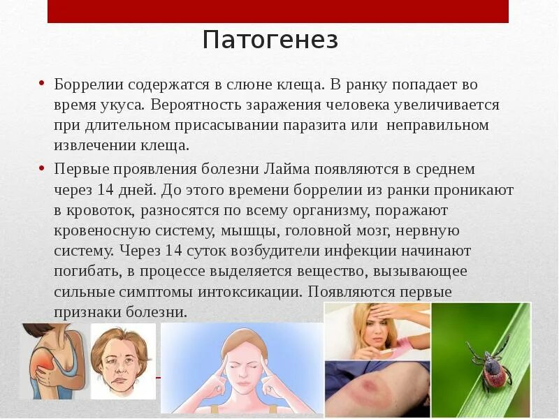 Lyme disease antibiotics doxycycline