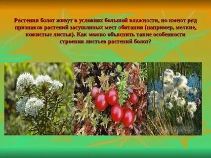 Растения сухих мест