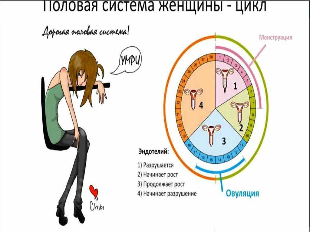 Почему меняется настроение у женщин. Женский цикл. цикл у женщин. состояние женщины по дням цикла. женский цикл в картинках.