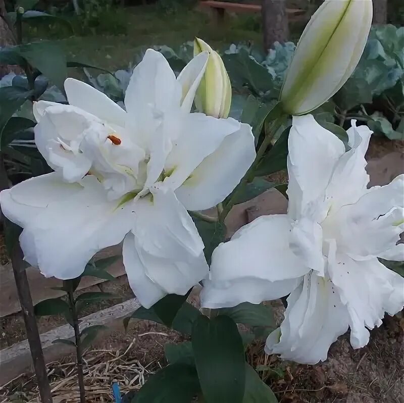 Buy Lily Bulbs Empress Double Oriental Lily Gold Medal winning Harts Nursery
