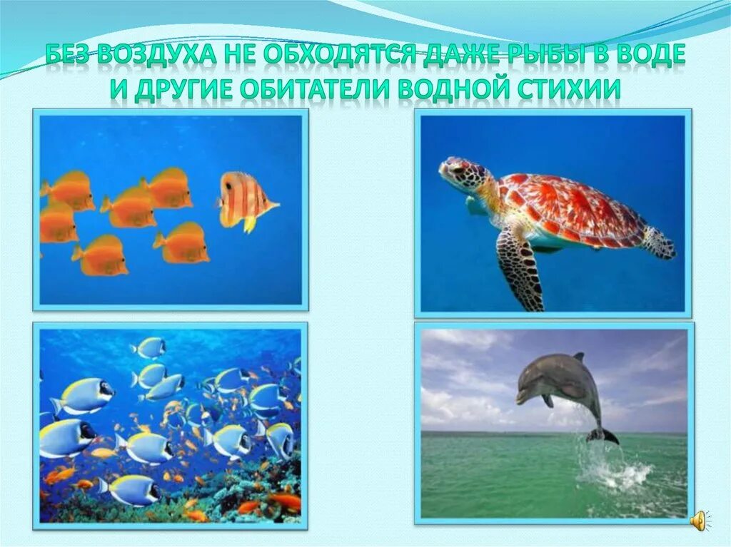 Группы водных обитателей