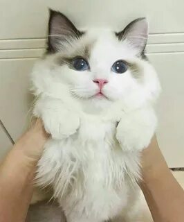 Пикчи котиков