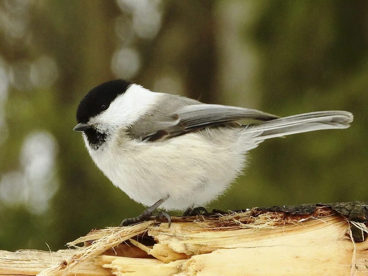 Буроголовая гаичка пухляк. Буроголовая синица. Буроголовая гаичка. Буроголовая гаичка пухляк. Буроголовая гаичка.