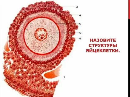 Яйцеклетки в санкт петербурге