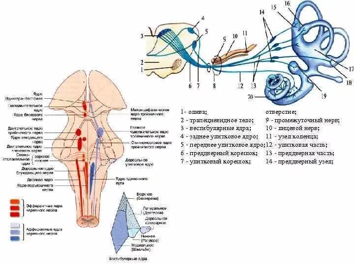 8 Пара черепных нервов. 8 Пара черепных нервов схема. Преддверно-улитковый нерв схема. Ядра черепных нервов анатомия.