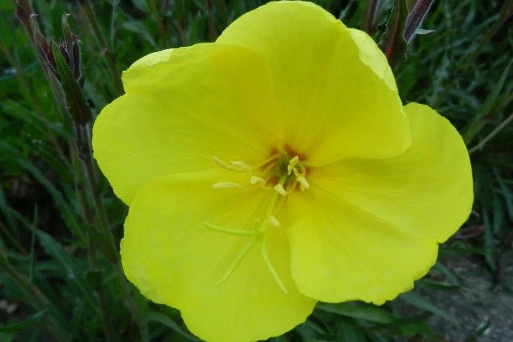 Энотера цветок фото и описание. Энотера ослинник. Энотера ламаркиана. Энотера миссурийская. Энотера многолетняя.